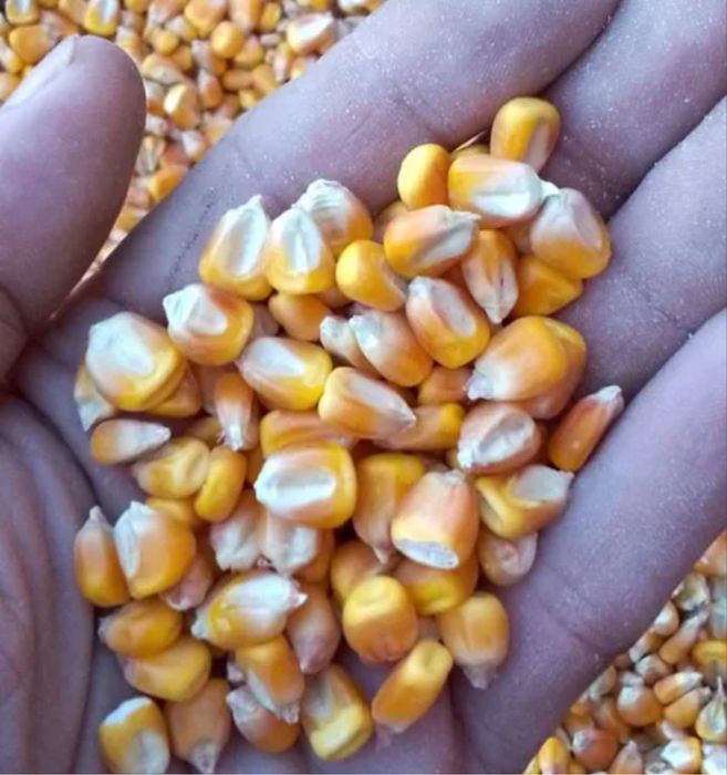 Кукуруза в мешках