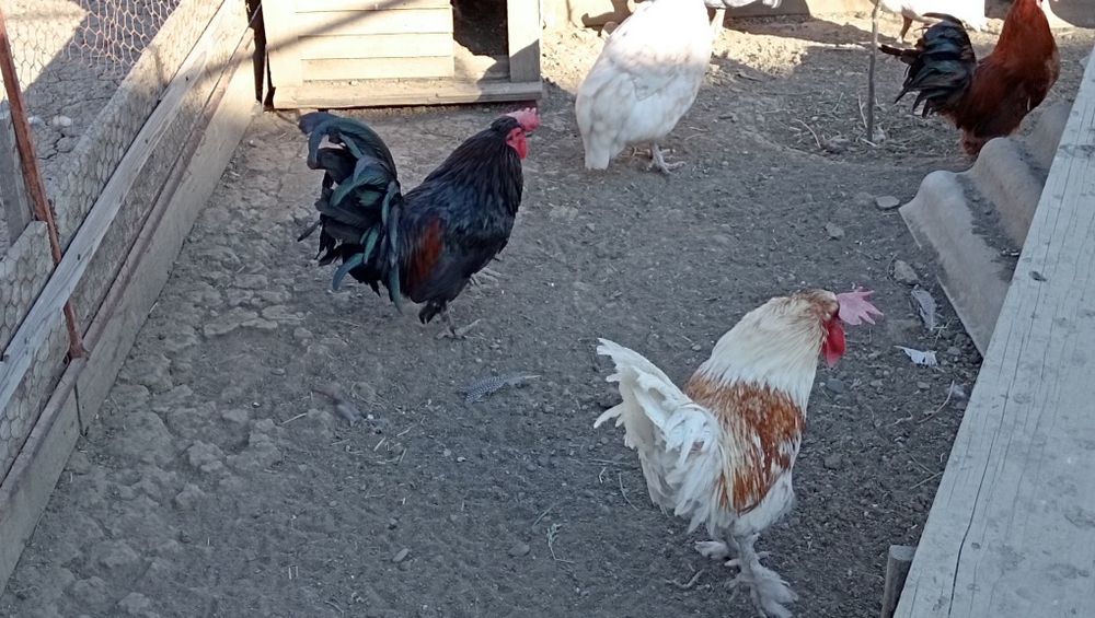 Cocoși americani