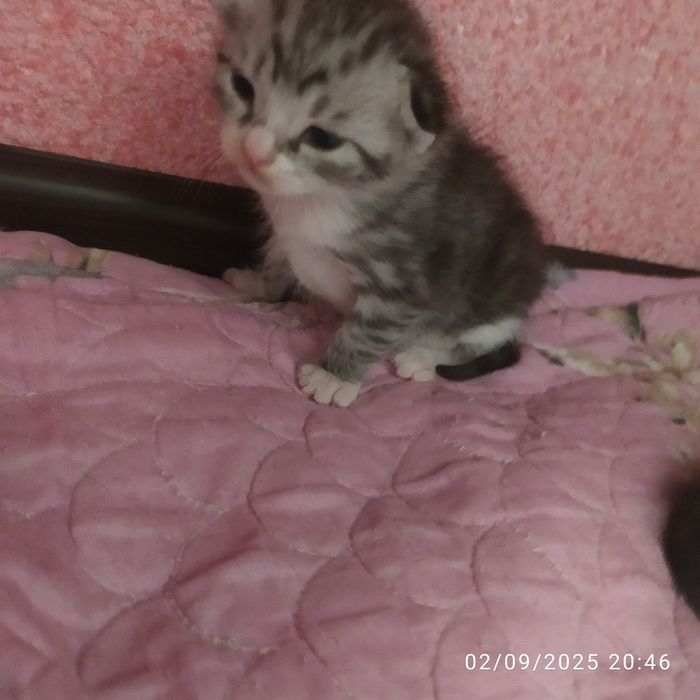 Mishukchalar sotiladi