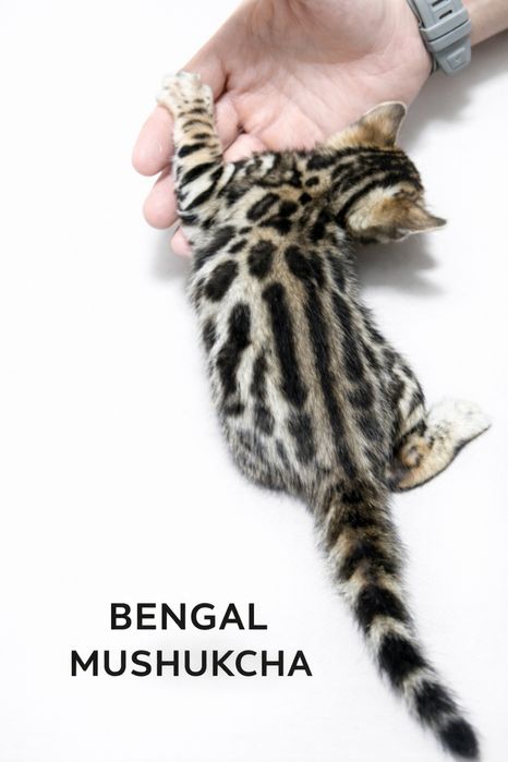bengal mushuk бенгальский котик