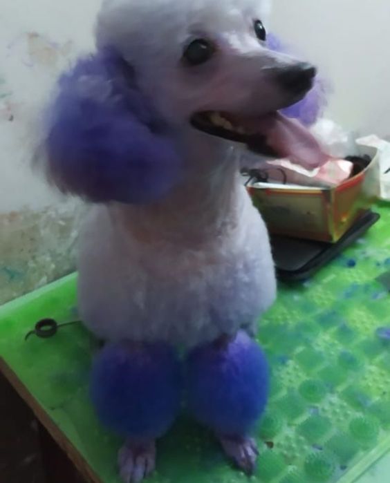 Стрижка собаки..