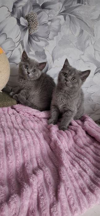 Британцы котята с документами