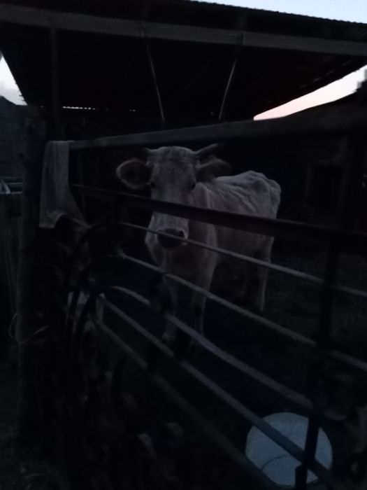 Сиыр сатылады сауынды