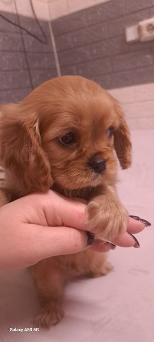 Кавалеры рубинового окраса