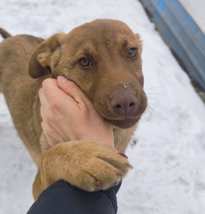Девочка 4 месяца в добрые руки НЕ на цепь
