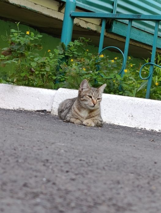 Кошечка только в добрые руки