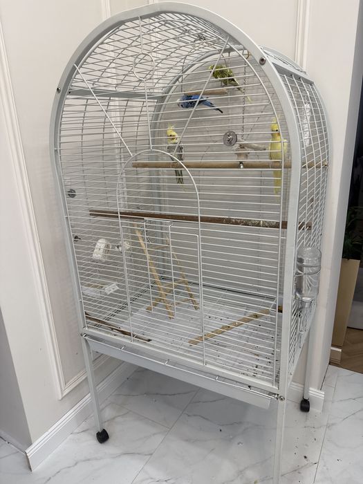 Продам попугаев