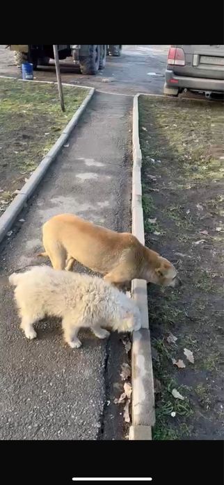 Собаки в хорошие руки