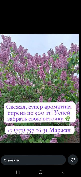 Супер прекрасная сирень недорого