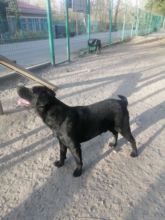 Жаркий чёрный Красавец ищет подругу