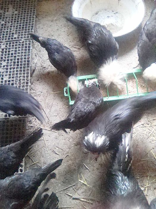 Montate olandeze perechi