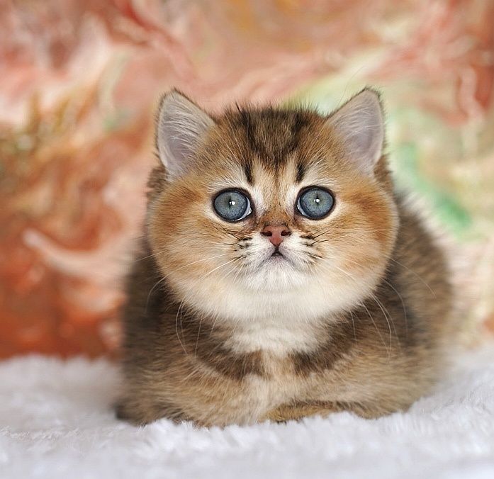 Котёнок, девочка британская шиншилла