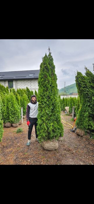 Vând tuia smaragd, tuia leylandii