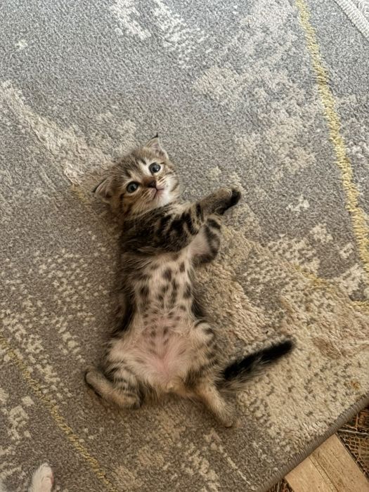 Продам котёнка шотландский