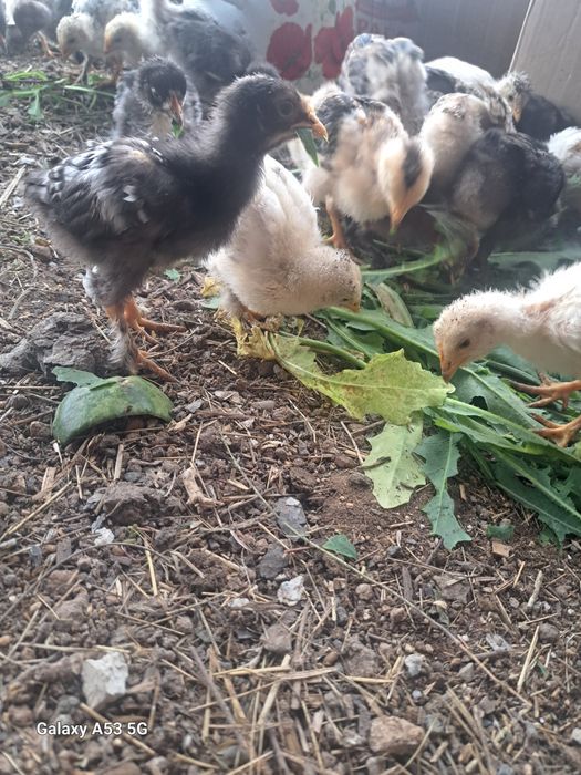 Цыплята 1месячные