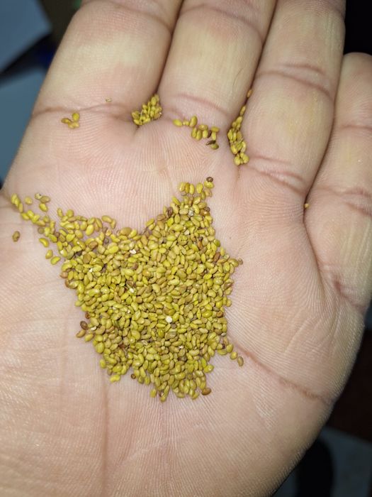 Seminte de lucerna soi dobrogea