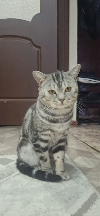 Продам кота ,чистый , красивый