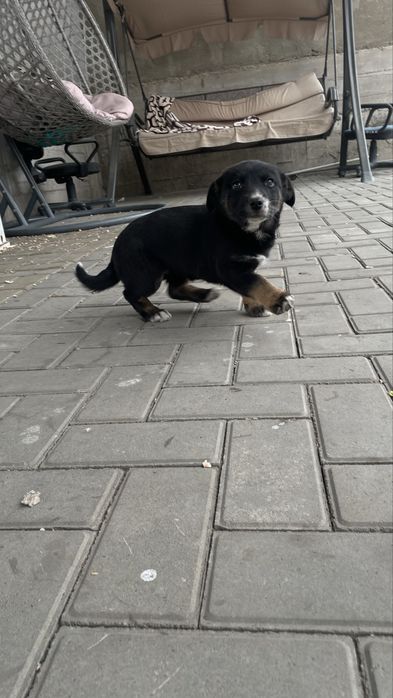 отдам щенка в добрые руки