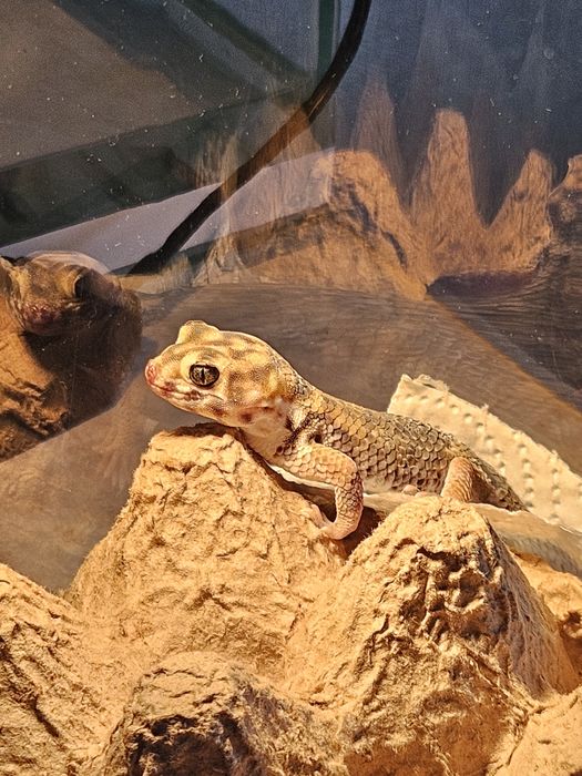 Продаются Сцинковые геконы