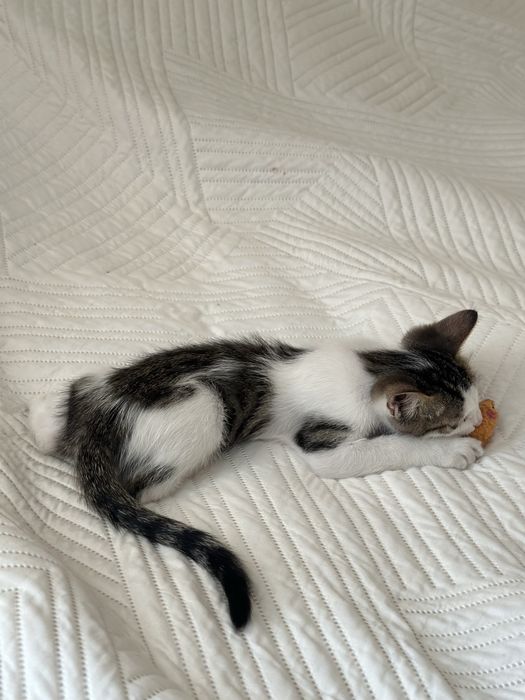 Котенок 2 месяца
