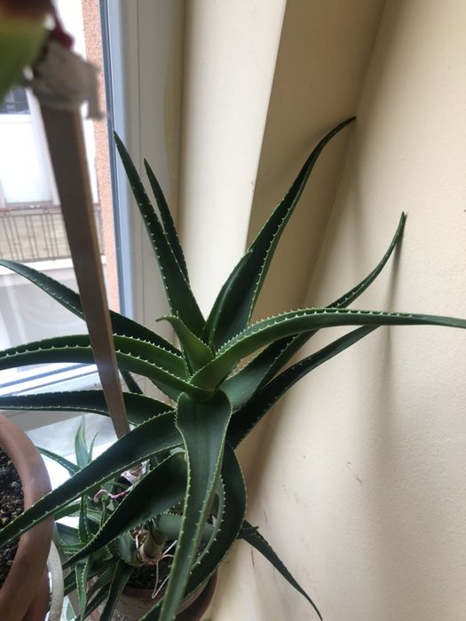 Цвете Алое Вера