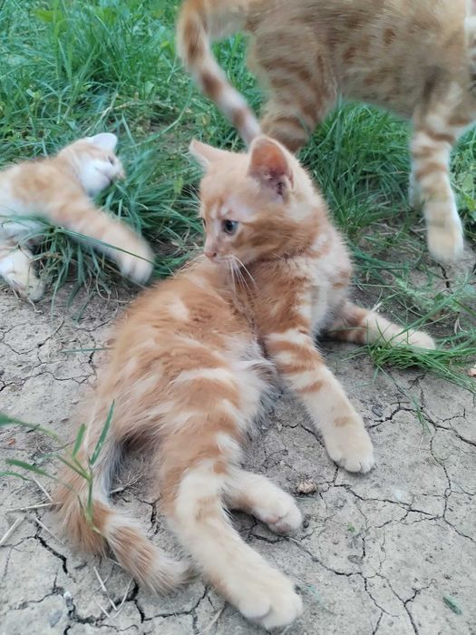 Donez pui de pisica cuminti si frumosi foc