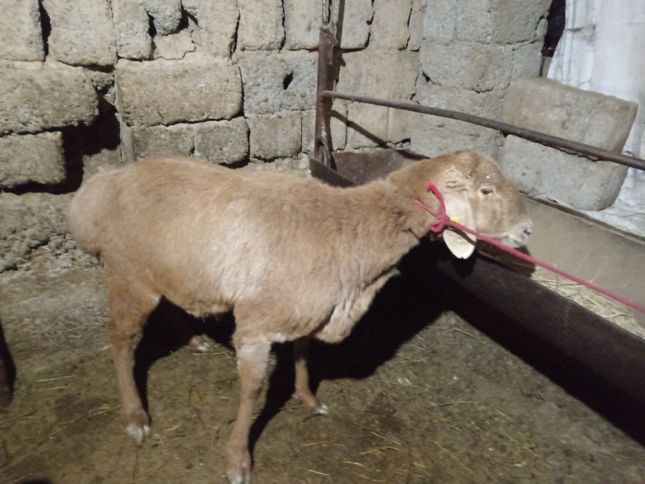 Qirgiz qoy bogoz sogliq кой Киргиз  кой богоз 2 кат