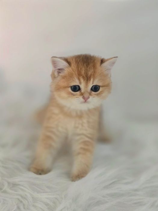 Британские котики.пухЛявые