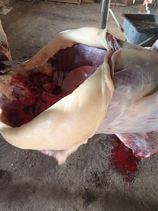 Семіз жабағылар сатылады