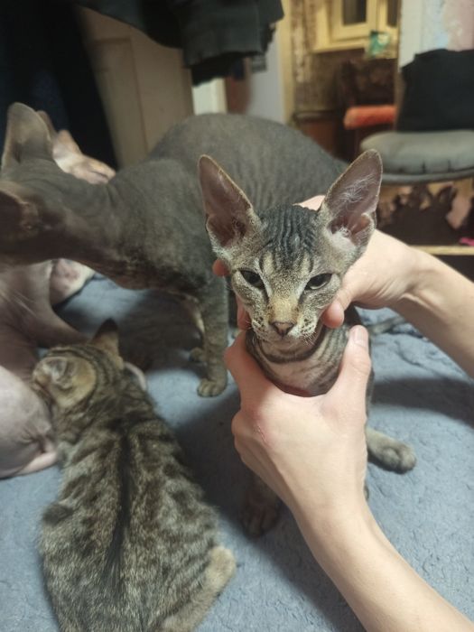 Сфинкс котята велюр.