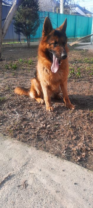 Немецкая овчарка