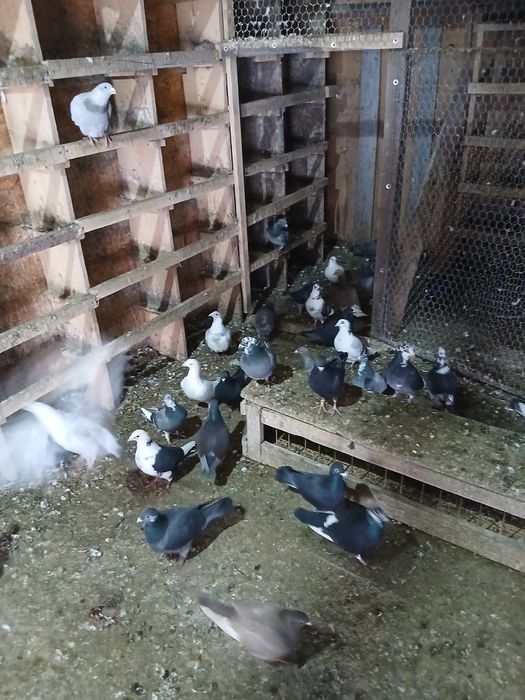 De vânzare tineri și bătrâni ,în comuna Nicolae Bălcescu județul Bacău