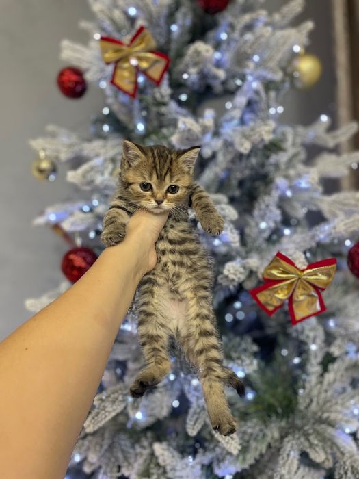 Шотландцы продам