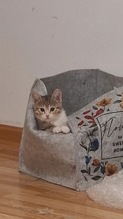 Котенок девочка 3 месяца