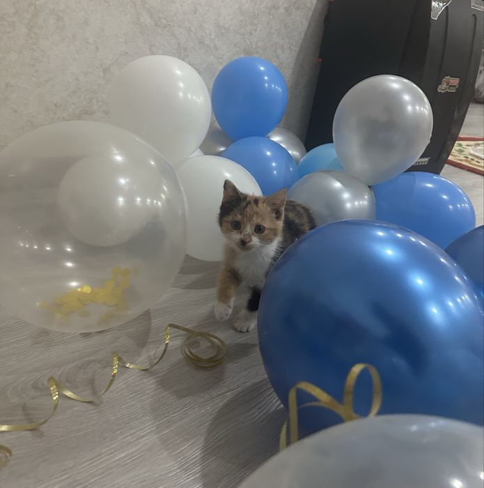 Отдам даром в добрые руки