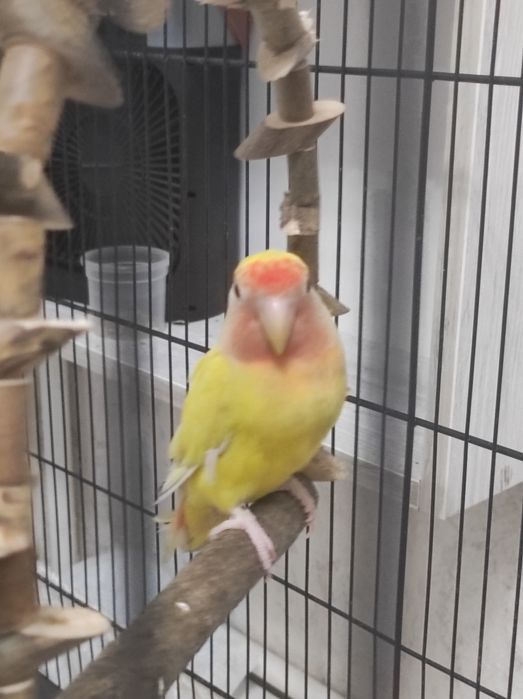 Nerazluchka Qafasi bilan