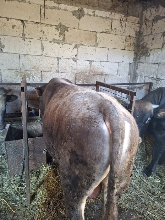 Viței de vânzare