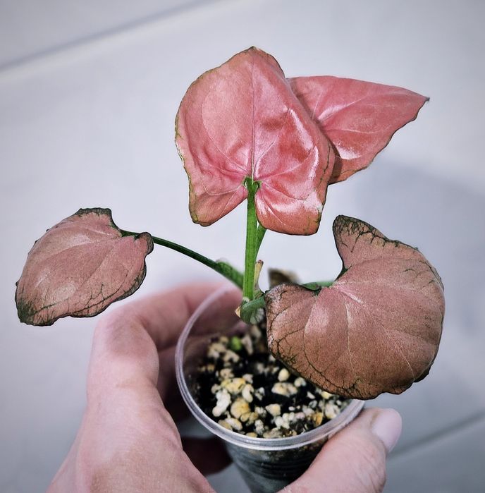 Сингониумы Syngonium