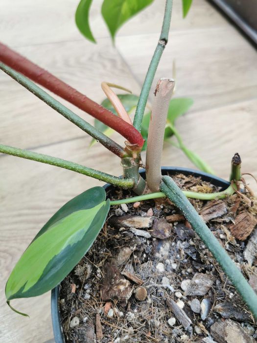 Philodendron Florida Beauty