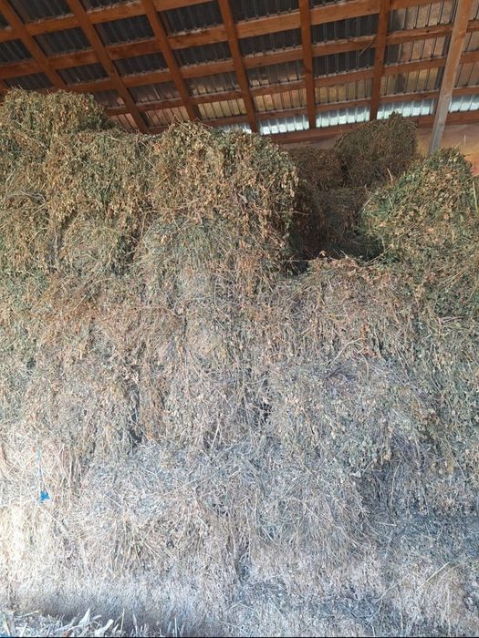 Vând baloți lucernă 2025