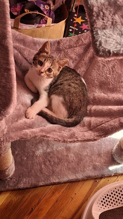 Безплатно мъжко коте на 3 месеца
