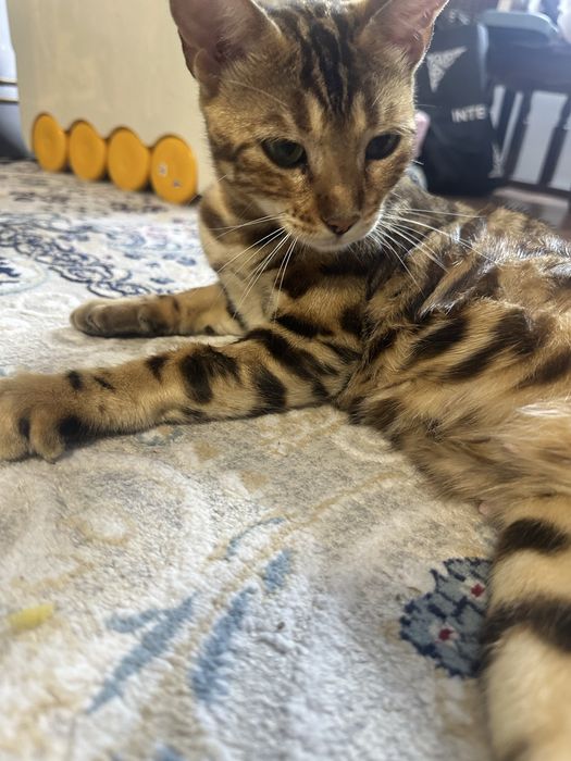 Продам бенгальскую кошку СРОЧНО