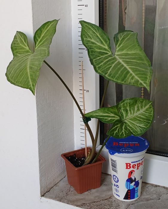 Колекция Сингониуми - Цвете на Щастието