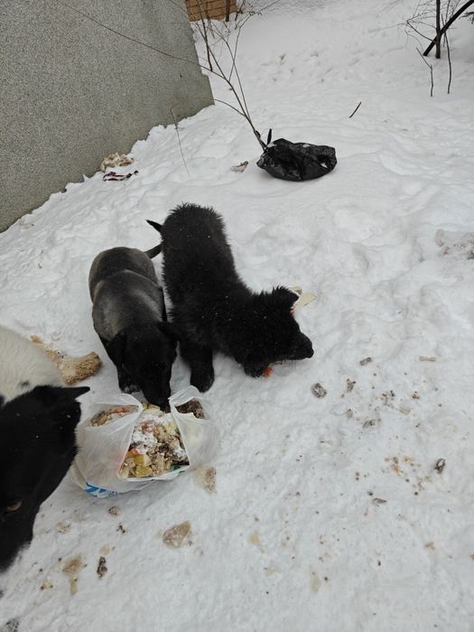 Щенки в хорошие руки