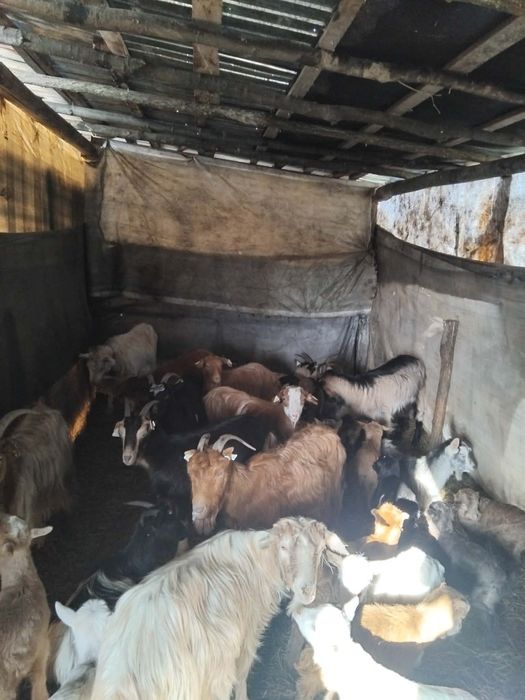 Vând capre bune de lapte cu iezi după ele