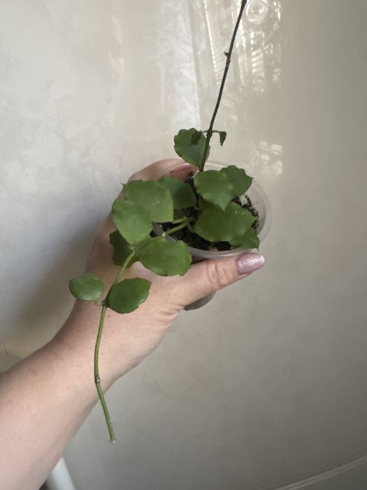 Хойя куртиси,хойя
