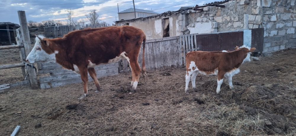 Бұзаулы сиыр сатылады.
