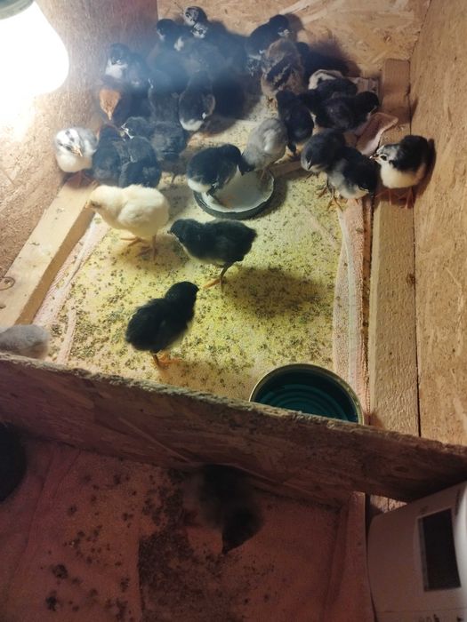 Pui găina rasă mixtă, austrolorp