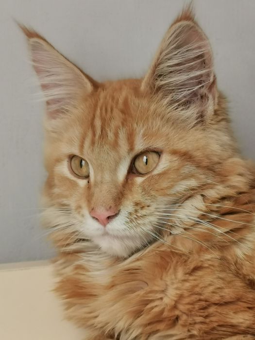 Вязка с мейн-куном