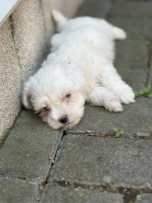 Bichon Maltez 6 saptamani